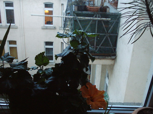 BlumeAmFensterZumHinterhof.jpg
