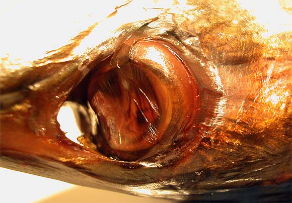 Geräuscherte Makrele