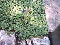 IMAGE0011.JPG.jpg